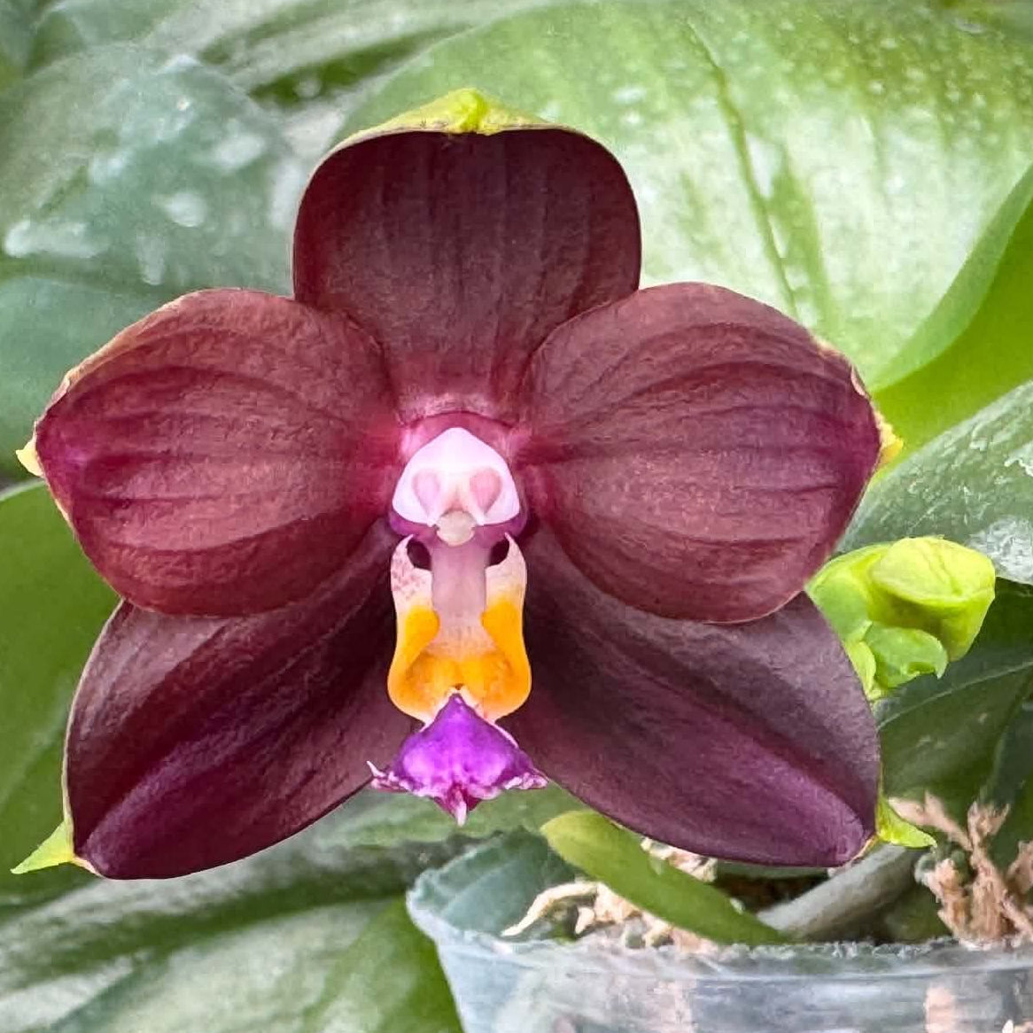 A close-up of a dark burgundy orchid flower with a pink and yellow center, growing in a clear plastic pot surrounded by glossy green leaves with water droplets.