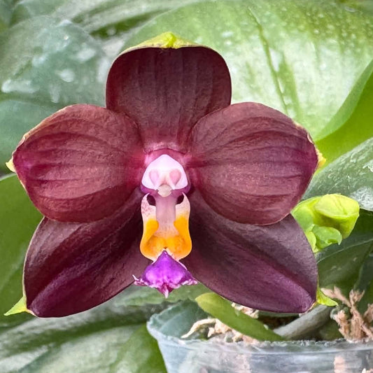 A close-up of a dark burgundy orchid flower with a pink and yellow center, growing in a clear plastic pot surrounded by glossy green leaves with water droplets.