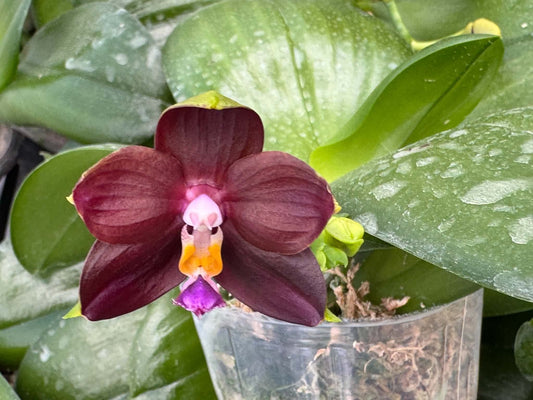 MO477 Phalaenopsis Mituo Obsidian 'Blue-Black Tide'