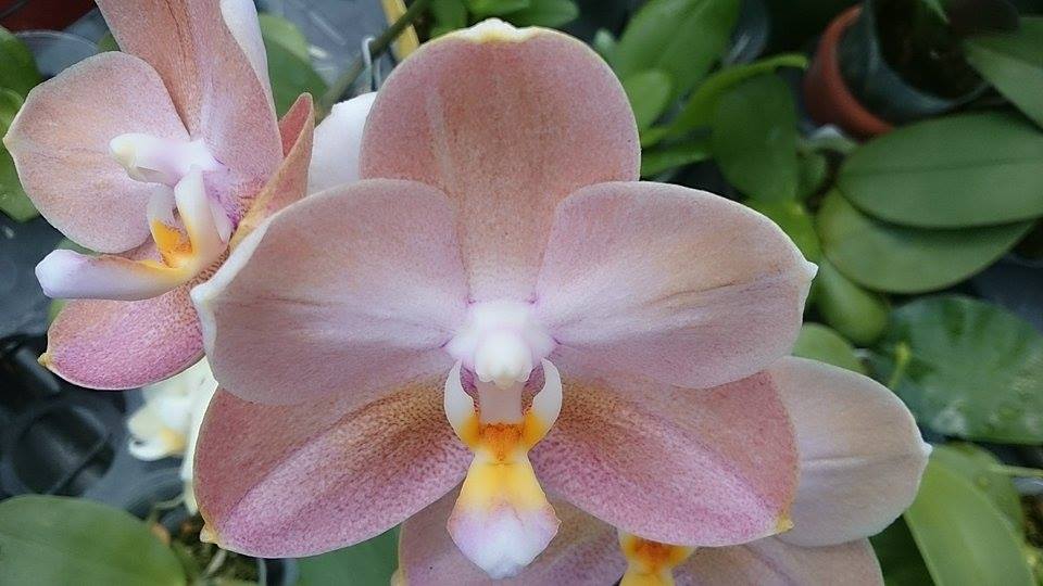 Phalaenopsis Mituo Golden Pink 'Rose Gold' 金玫瑰