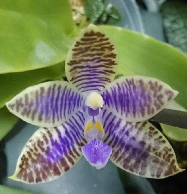 Phalaenopsis lueddemanniana var coerulea 'Mituo'