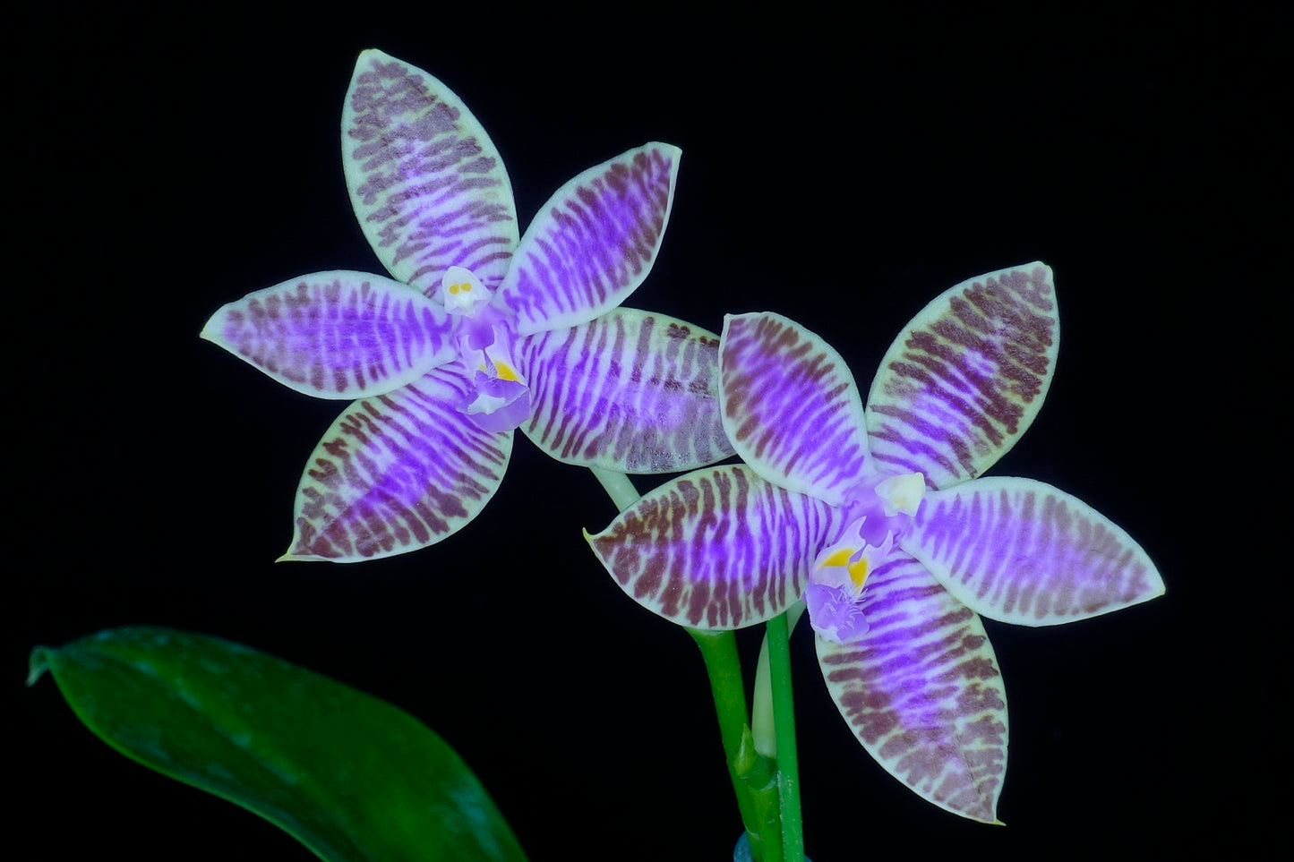 Phalaenopsis lueddemanniana var coerulea 'Mituo'