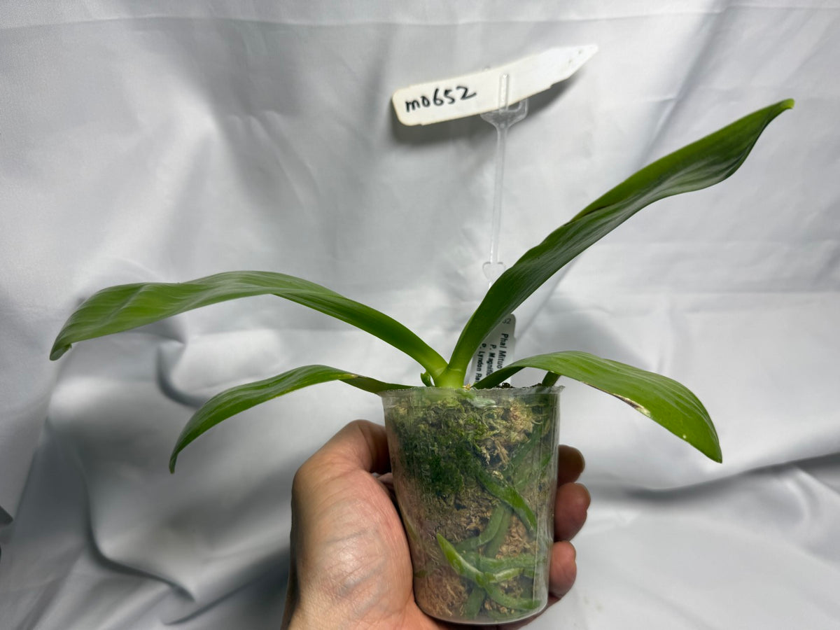 Phalaenopsis Mituo Golden Tiger 'Yellow Dragon'
