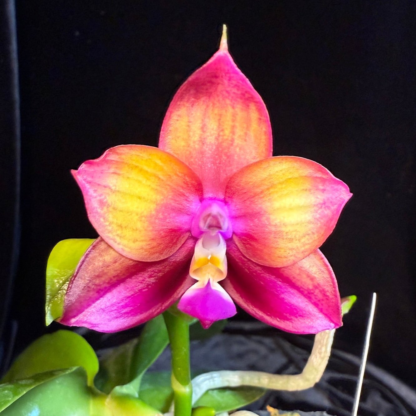 Phalaenopsis Mituo Love 'Rainbow' AM/AOS Spiking