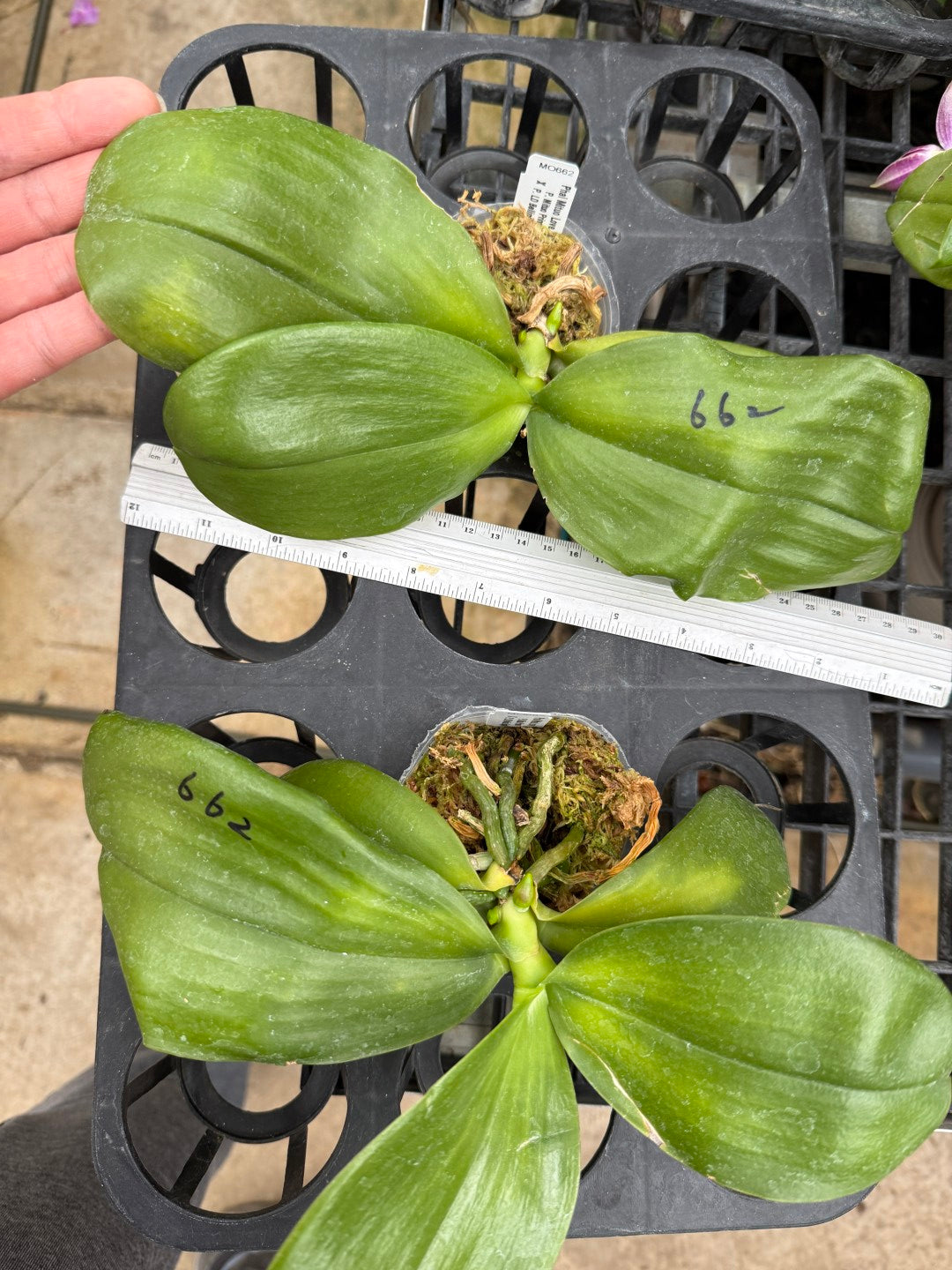 Phalaenopsis Mituo Love 'Rainbow' AM/AOS Spiking