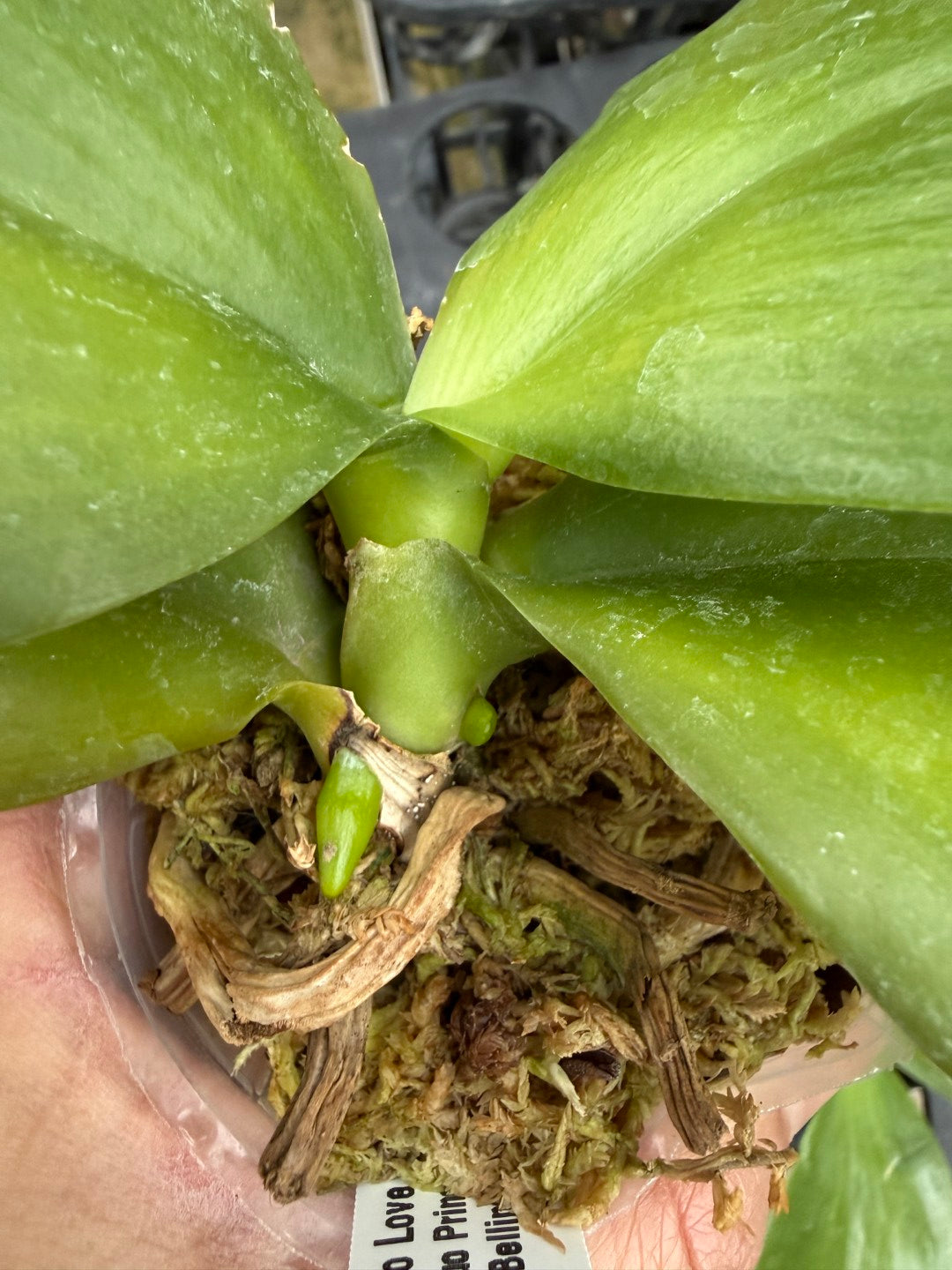 Phalaenopsis Mituo Love 'Rainbow' AM/AOS Spiking