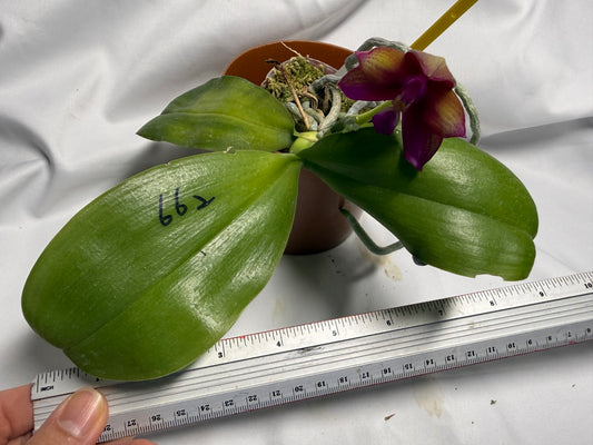 Phalaenopsis Mituo Love 'Rainbow' AM/AOS 260611 Flowering