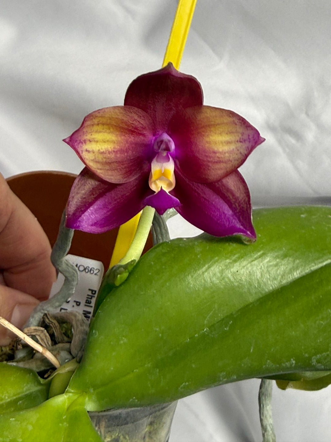 Phalaenopsis Mituo Love 'Rainbow' AM/AOS 260611 Flowering
