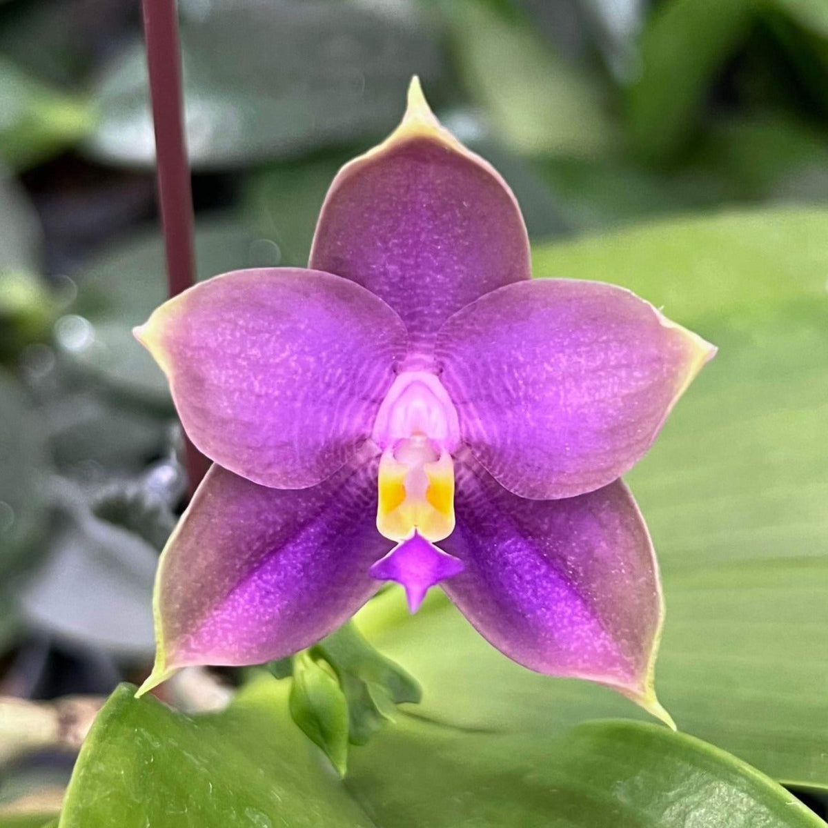 MO686 Phalaenopsis Mituo Blue Bear 'Blue Bear'