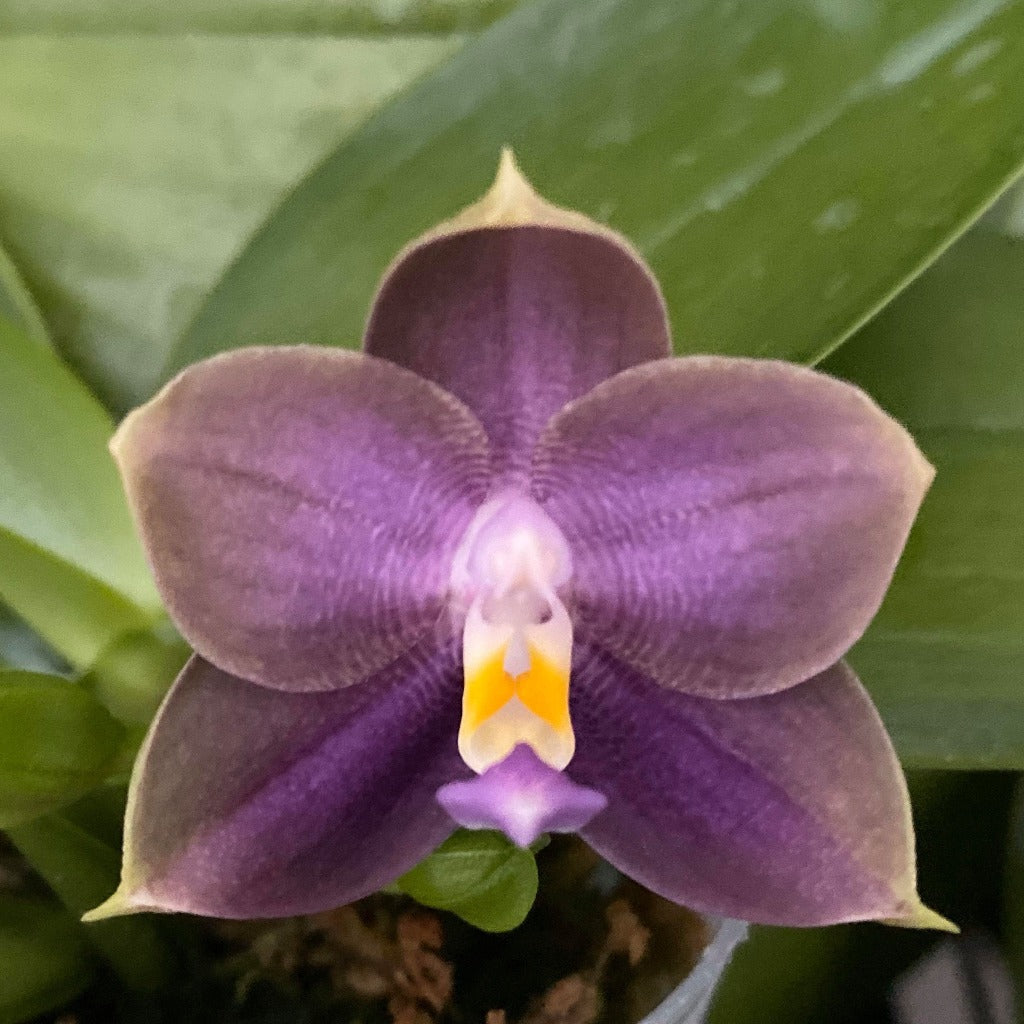 MO686 Phalaenopsis Mituo Blue Bear 'Blue Bear'