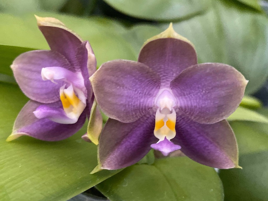 MO686 Phalaenopsis Mituo Blue Bear 'Blue Bear'