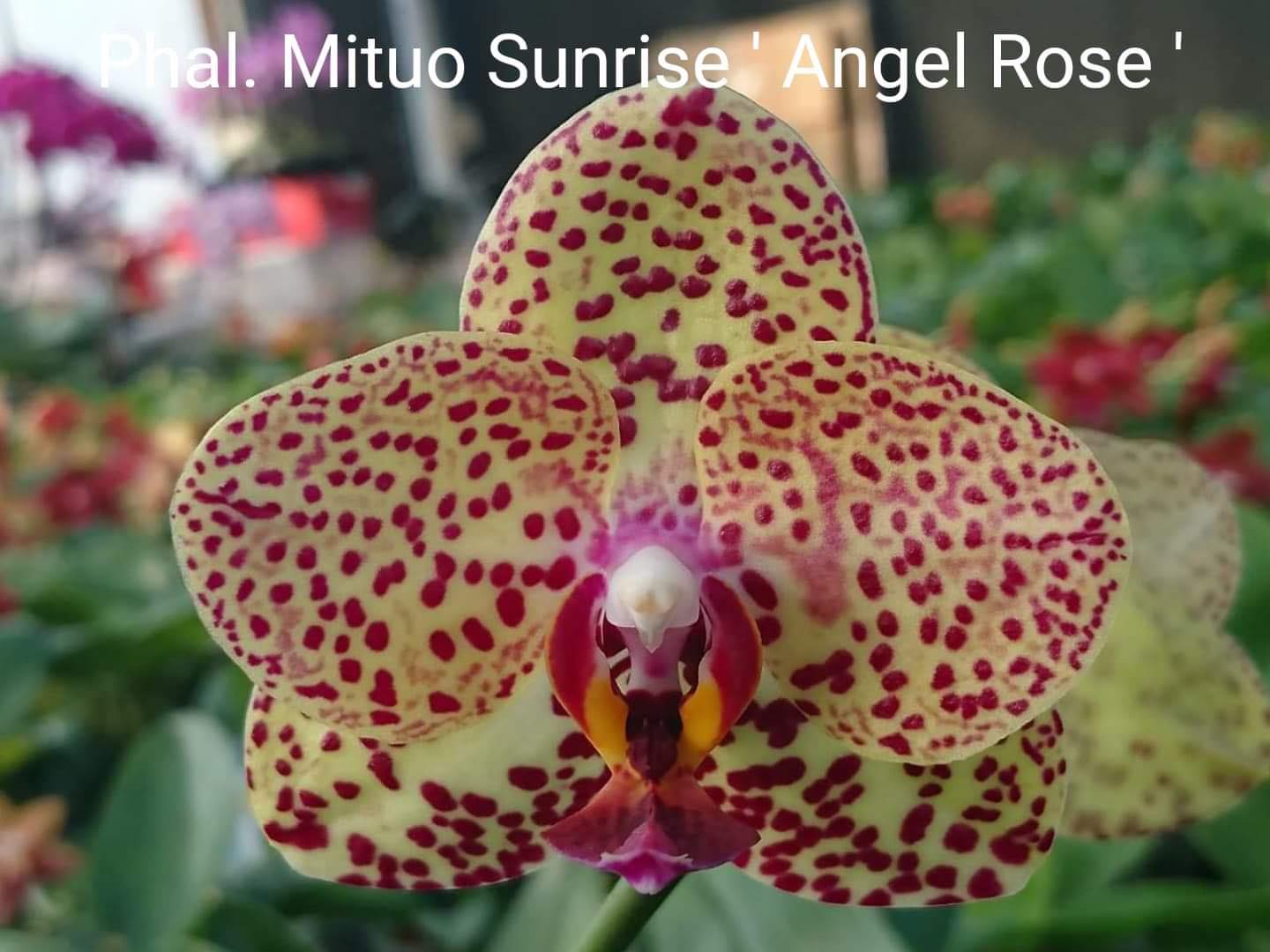 Phalaenopsis Mituo Sunrise 'Angel Rose'