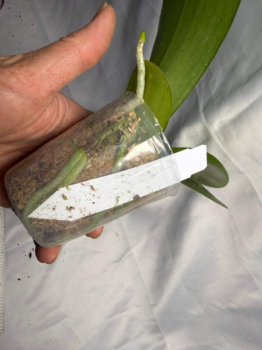 Phalaenopsis LD Gigan Sun 'Mituo #1'