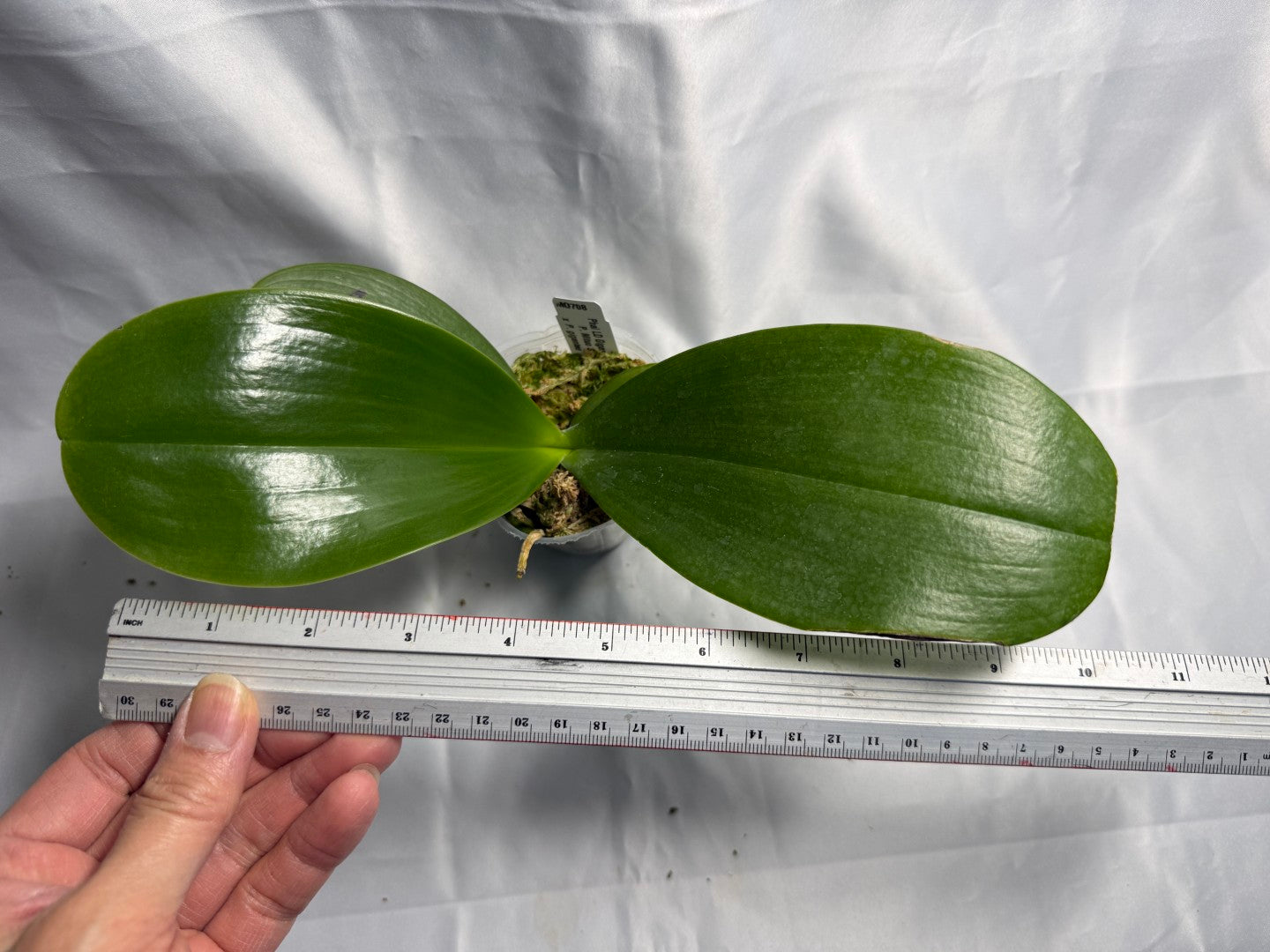 Phalaenopsis LD Gigan Sun 'Mituo #1'