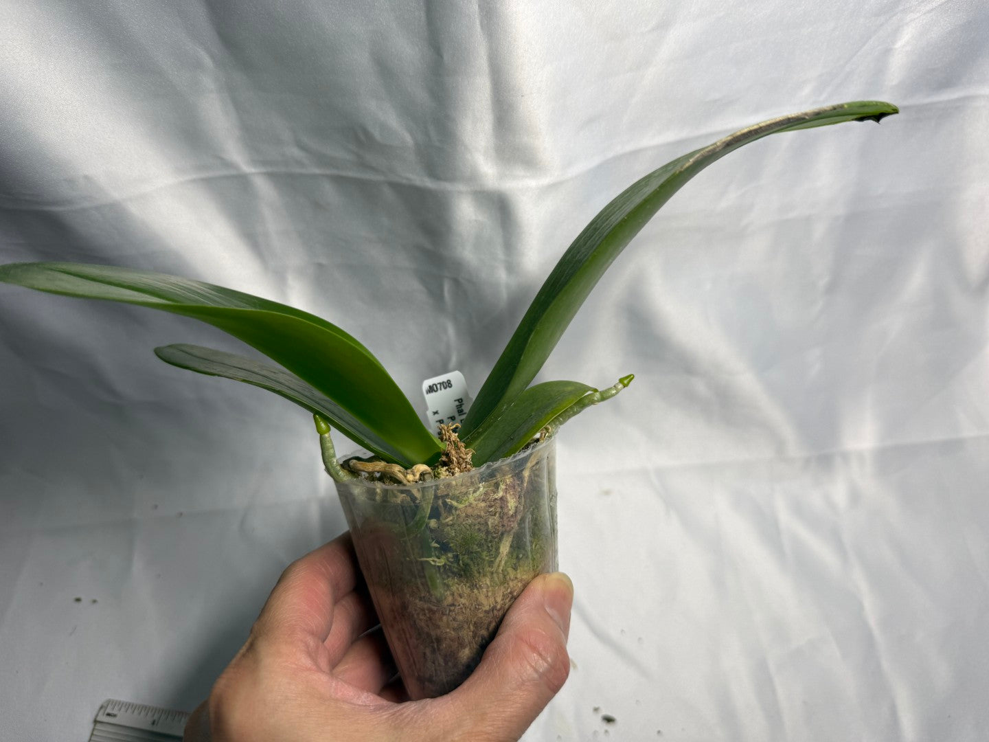 Phalaenopsis LD Gigan Sun 'Mituo #1'