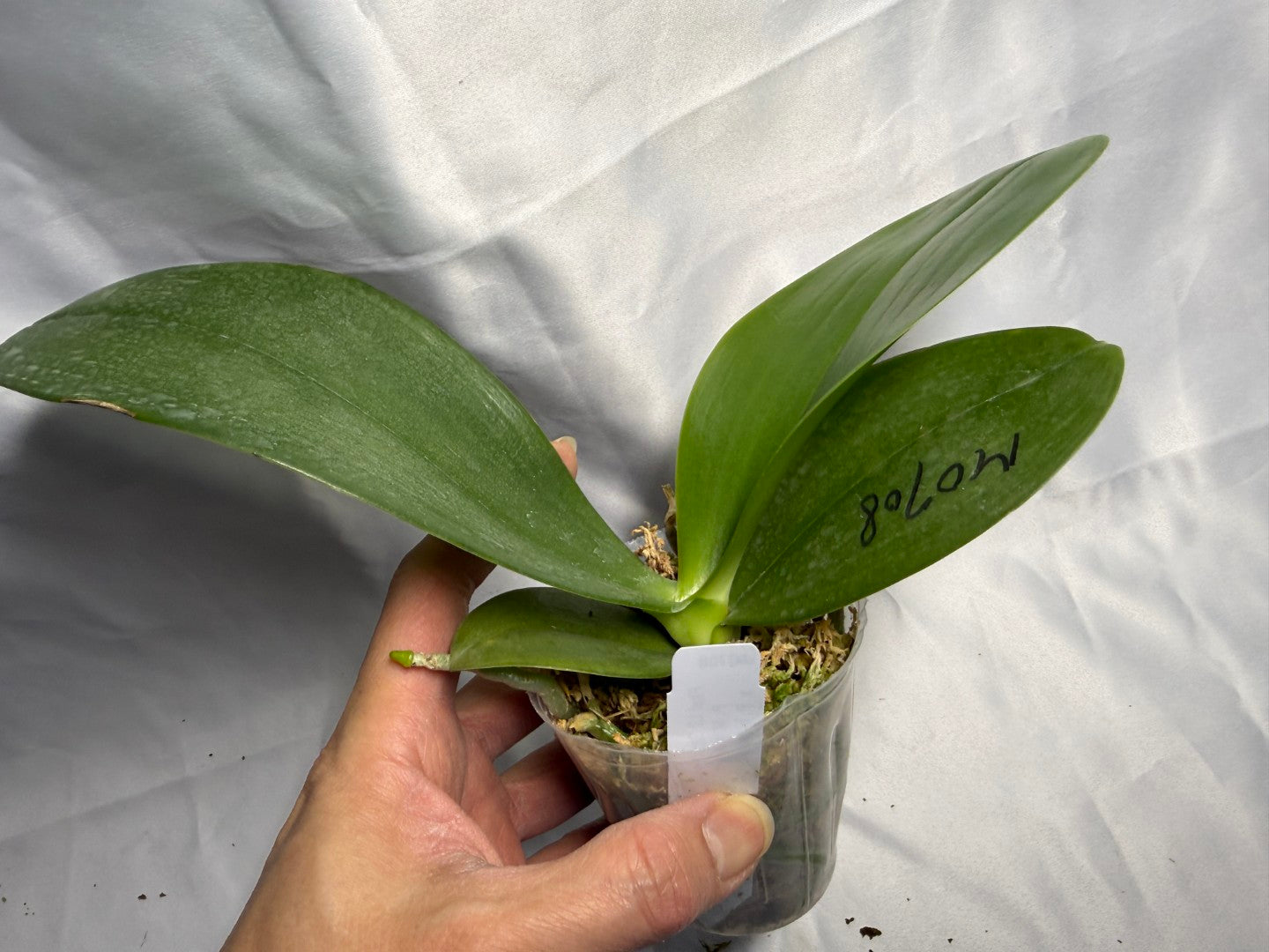 Phalaenopsis LD Gigan Sun 'Mituo #1'