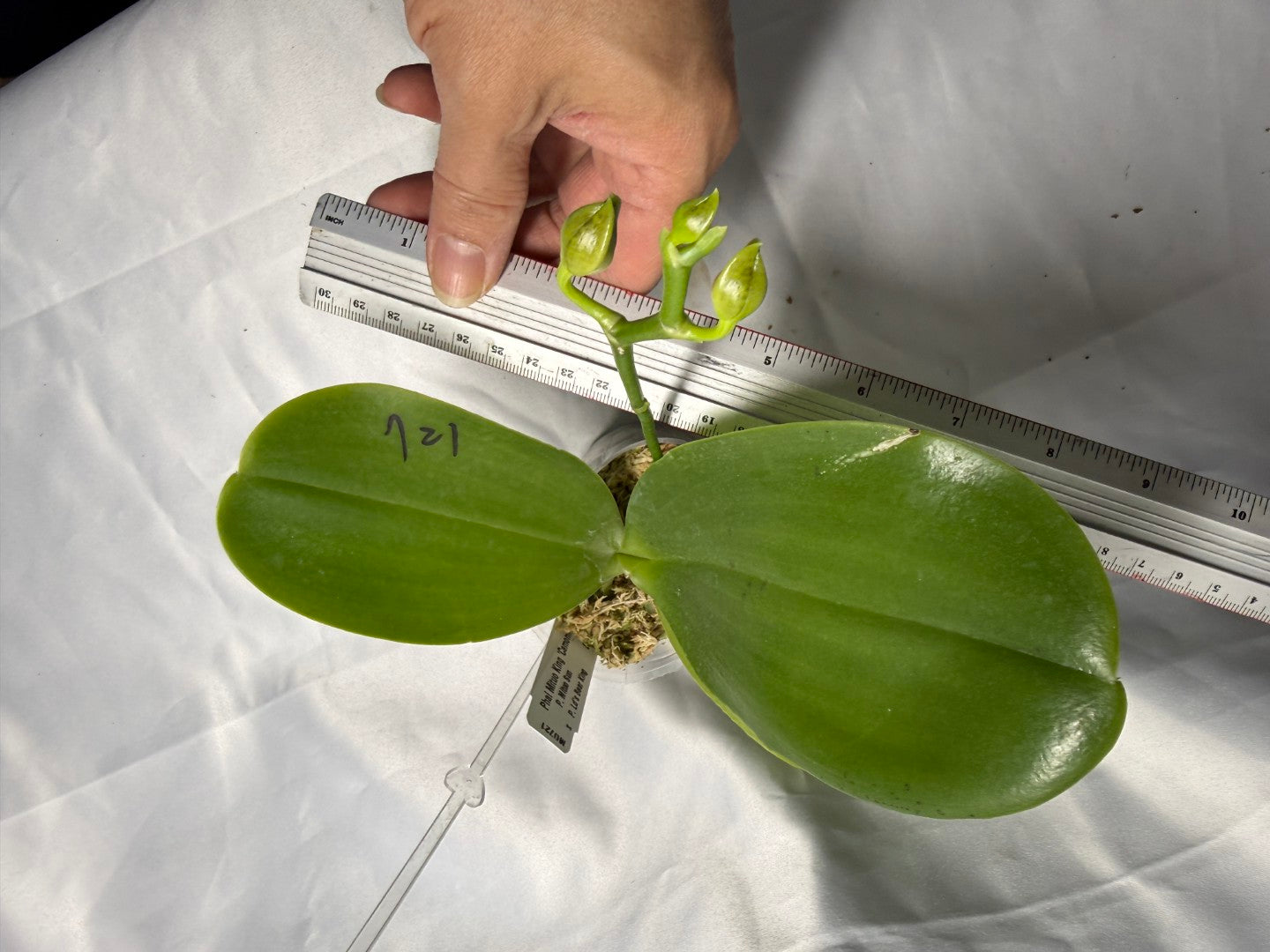 Phalaenopsis Mituo King 'Camomiles Beef' Budding