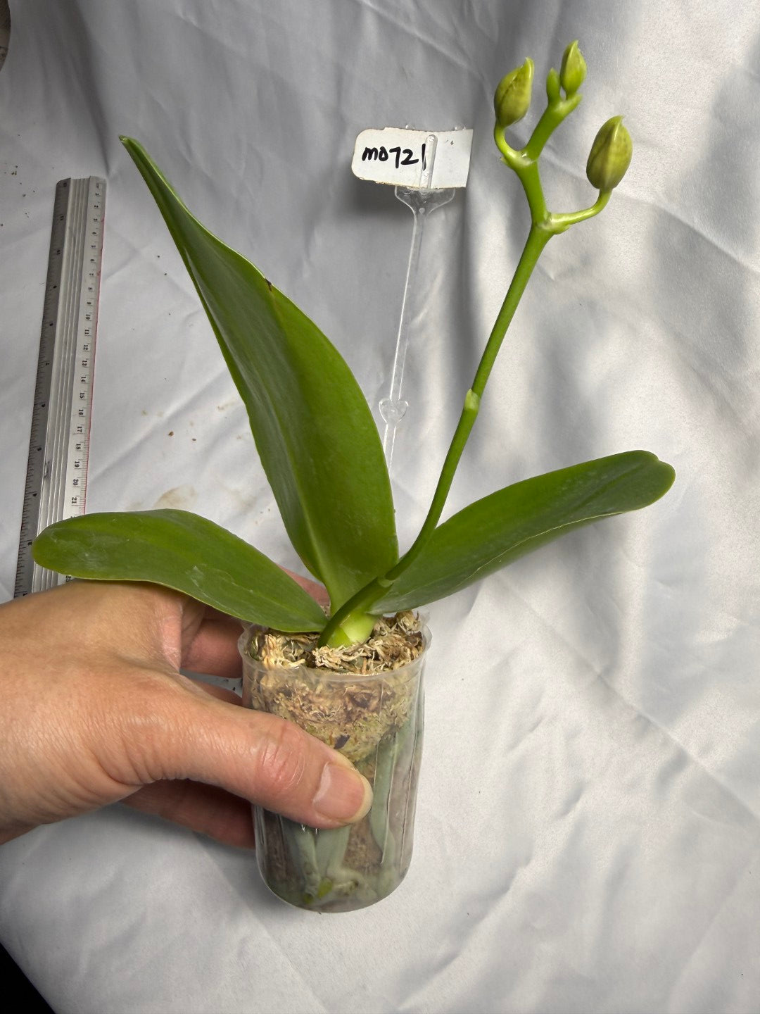 Phalaenopsis Mituo King 'Camomiles Beef' Budding
