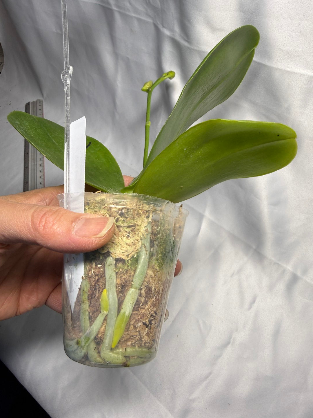 Phalaenopsis Mituo King 'Camomiles Beef' Budding