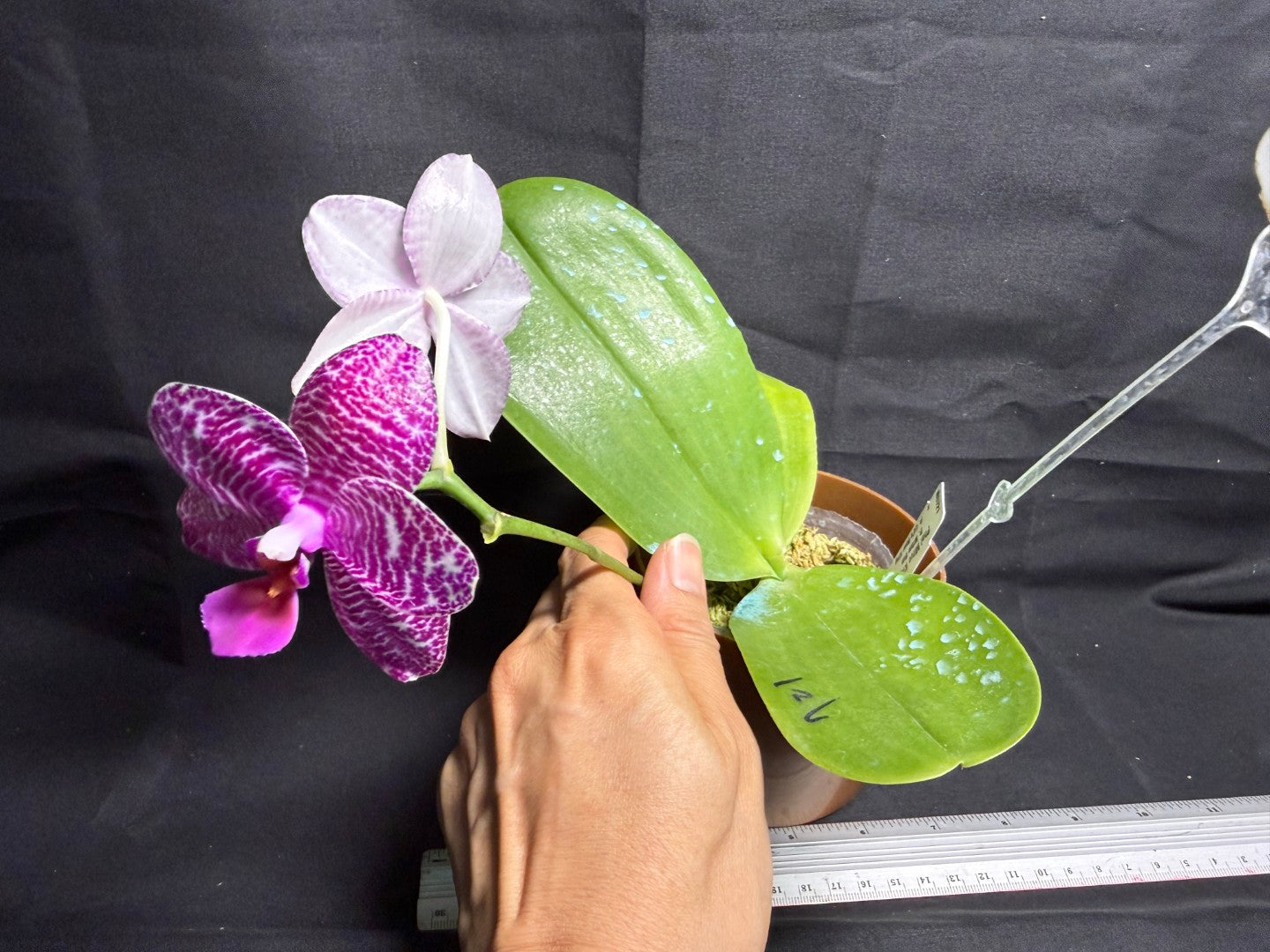 Phalaenopsis Mituo King 'Camomiles Beef' 260708 Flowering