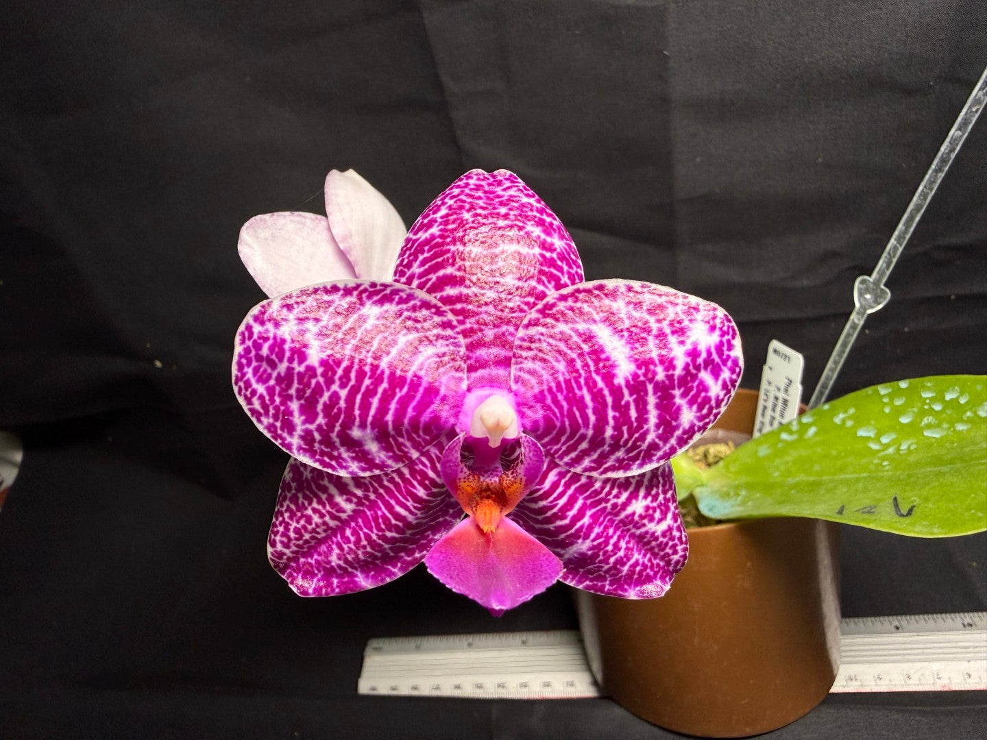 Phalaenopsis Mituo King 'Camomiles Beef' 260708 Flowering