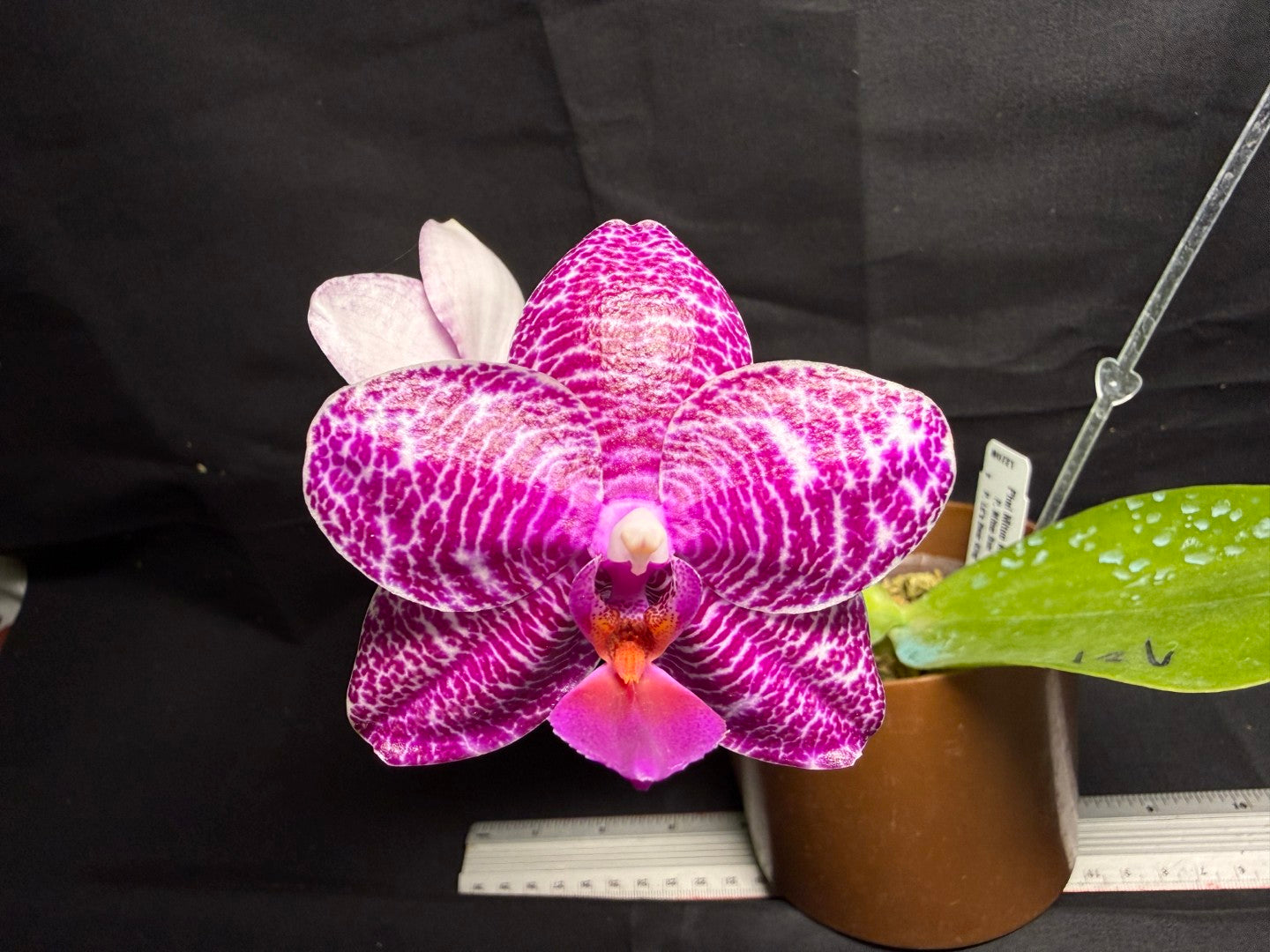 Phalaenopsis Mituo King 'Camomiles Beef' 260708 Flowering