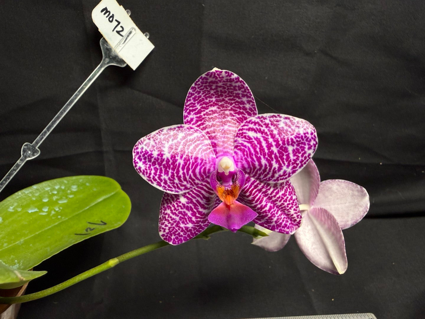 Phalaenopsis Mituo King 'Camomiles Beef' 260708 Flowering