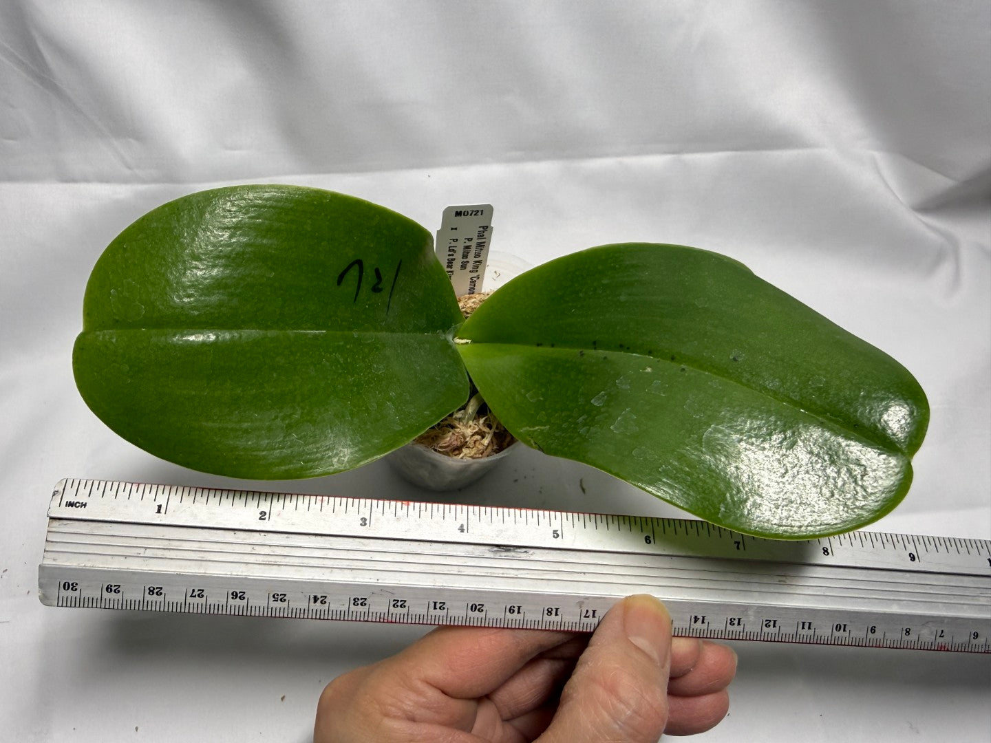 Phalaenopsis Mituo King 'Camomiles Beef'