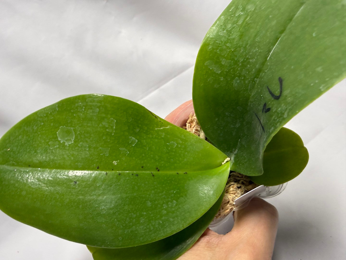 Phalaenopsis Mituo King 'Camomiles Beef'