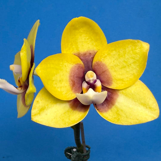 Phalaenopsis Mituo Golden Jewel 'Ink' 250829 Flowering