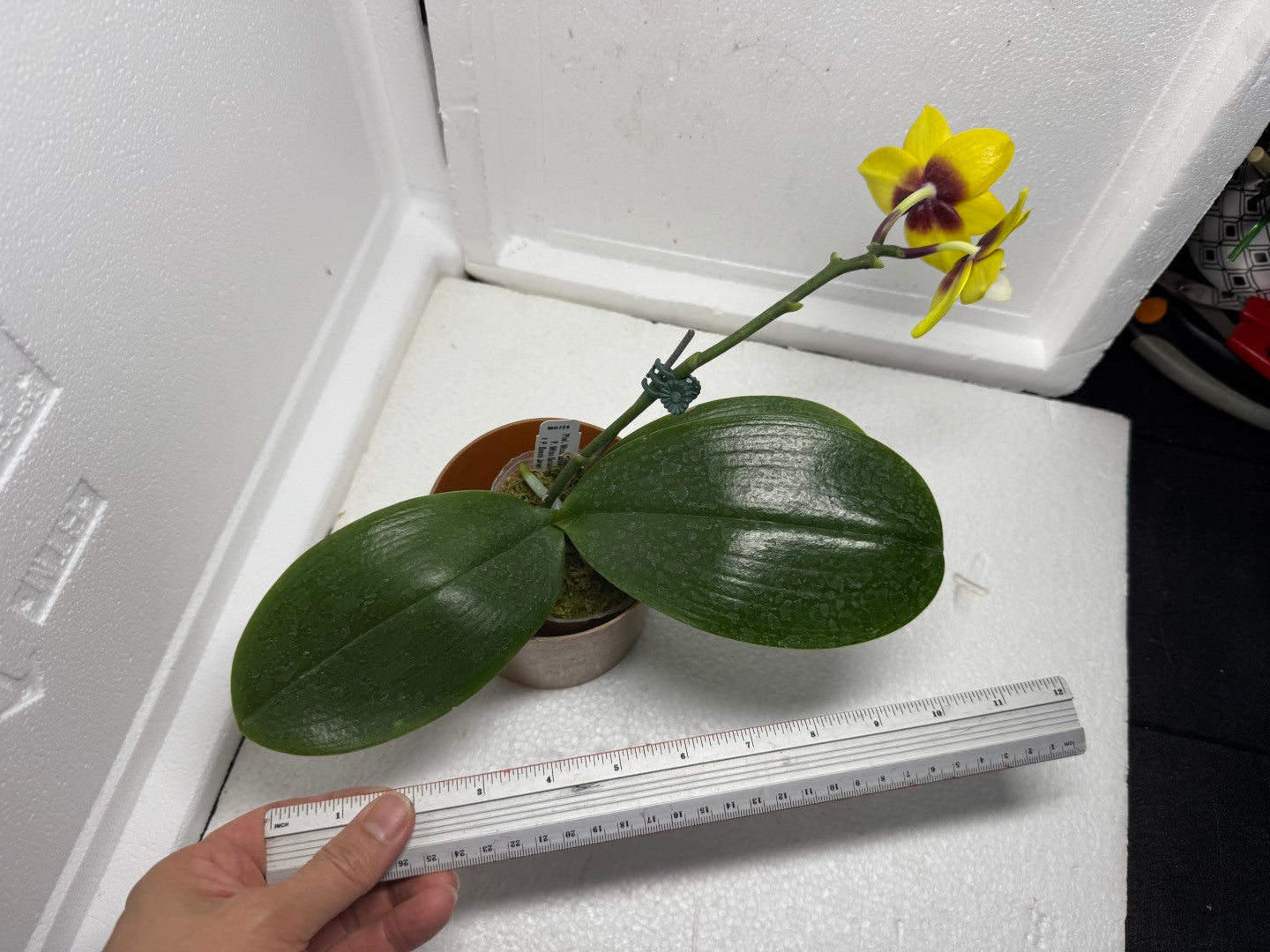 Phalaenopsis Mituo Golden Jewel 'Ink' 250829 Flowering