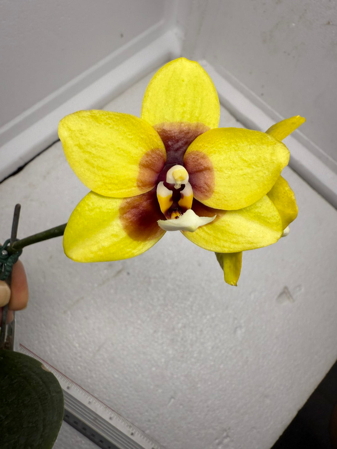Phalaenopsis Mituo Golden Jewel 'Ink' 250829 Flowering