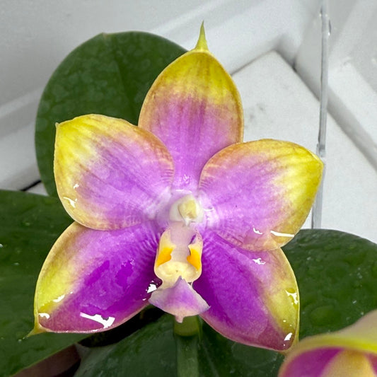 Phalaenopsis Mituo Reflex Dragon 'Purple Red' 250820 Flowering