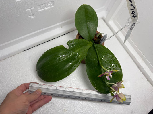 Phalaenopsis Mituo Reflex Dragon 'Purple Red' 250820 Flowering
