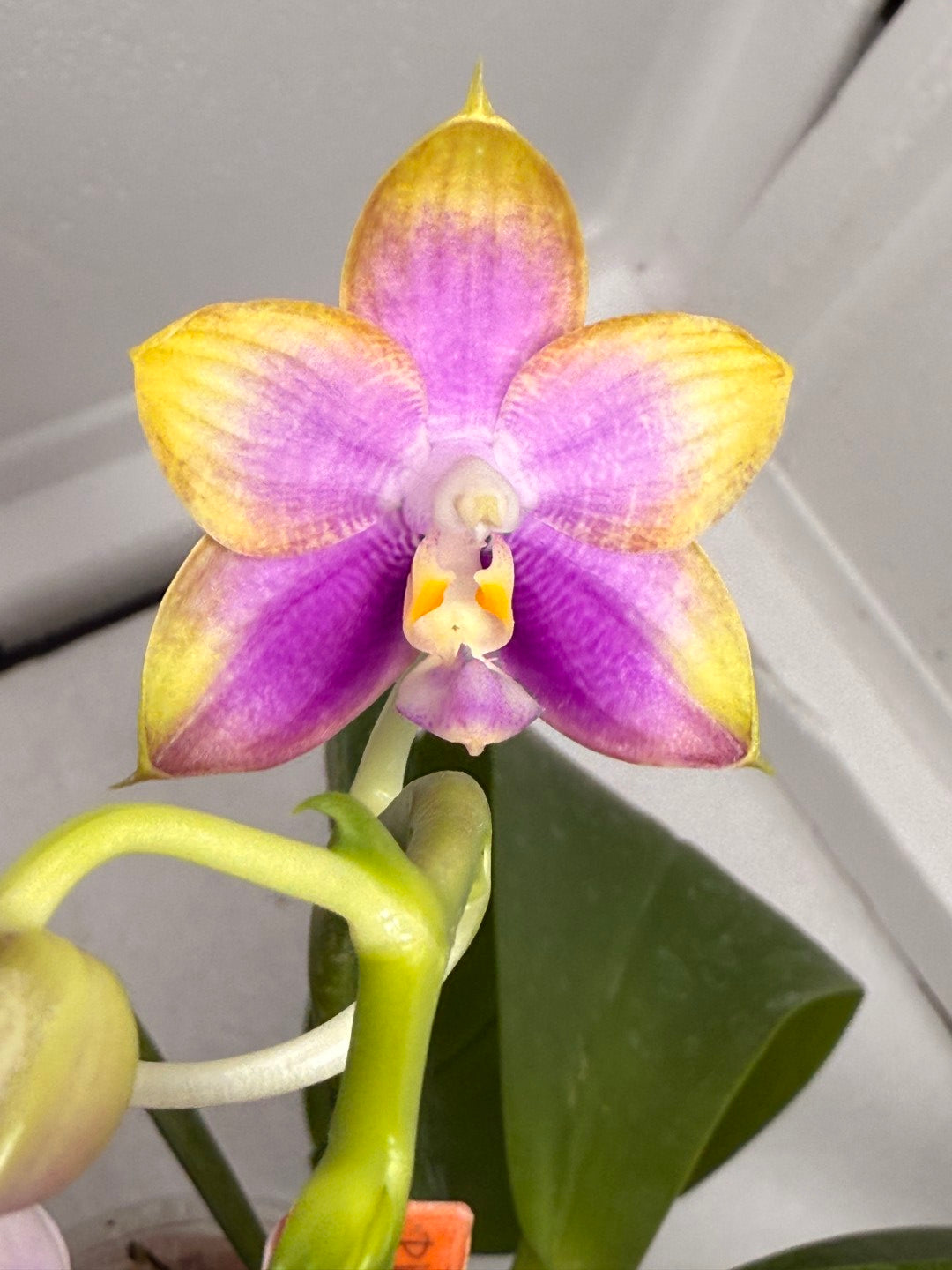 Phalaenopsis Mituo Reflex Dragon 'Purple Red' 250824 Flowering