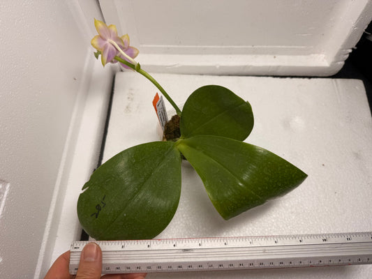 Phalaenopsis Mituo Reflex Dragon 'Purple Red' 250824 Flowering