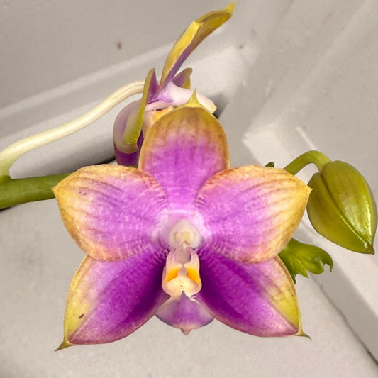 Phalaenopsis Mituo Reflex Dragon 'Purple Red' 250824 Flowering
