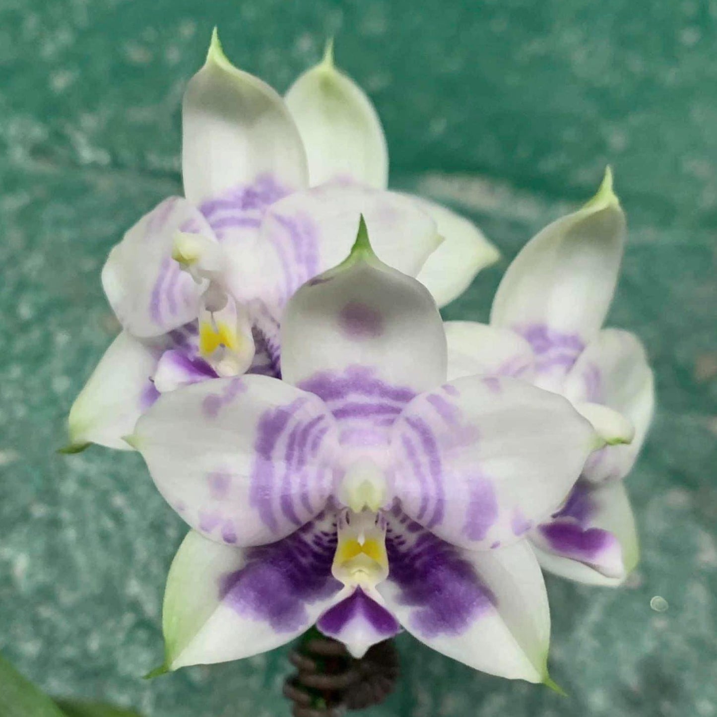 Phalaenopsis Mituo Purple Dragon 'Blue White' 240531 Budding