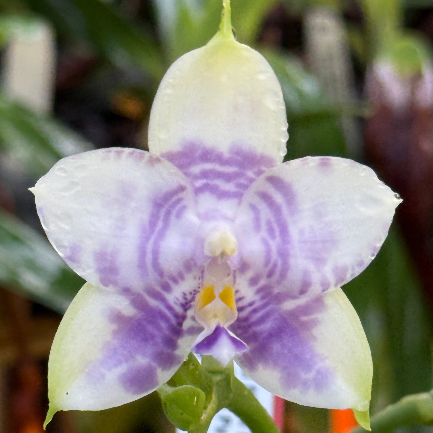 MO812 Phalaenopsis Mituo Purple Dragon 'Blue White'