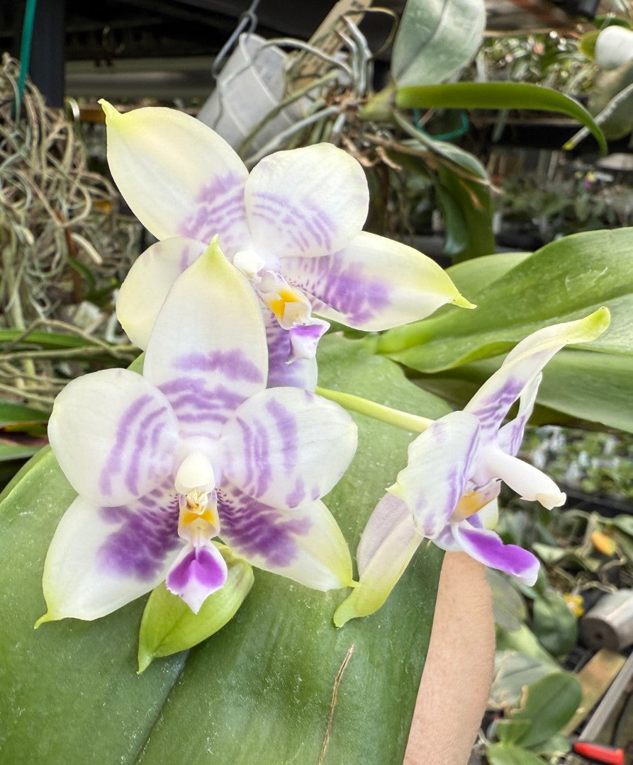 MO812 Phalaenopsis Mituo Purple Dragon 'Blue White'
