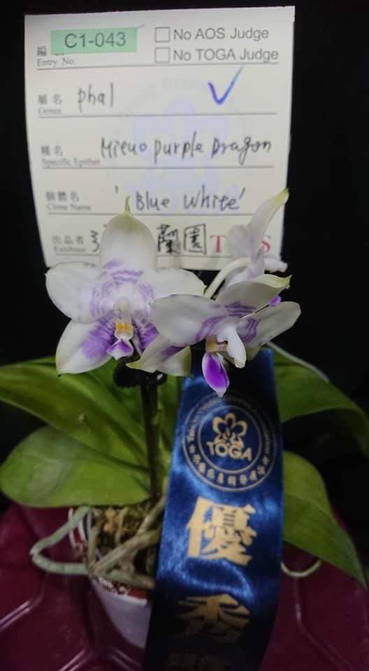 Phalaenopsis Mituo Purple Dragon 'Blue White' Spiking