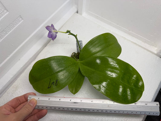 Phalaenopsis Mituo Purple Dragon ‘Night Ocean’ 250915 Flowering