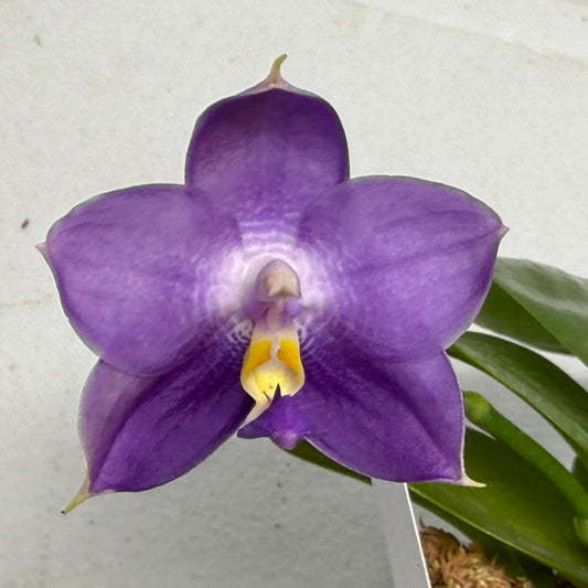 Phalaenopsis Mituo Purple Dragon ‘Night Ocean’ 250915 Flowering