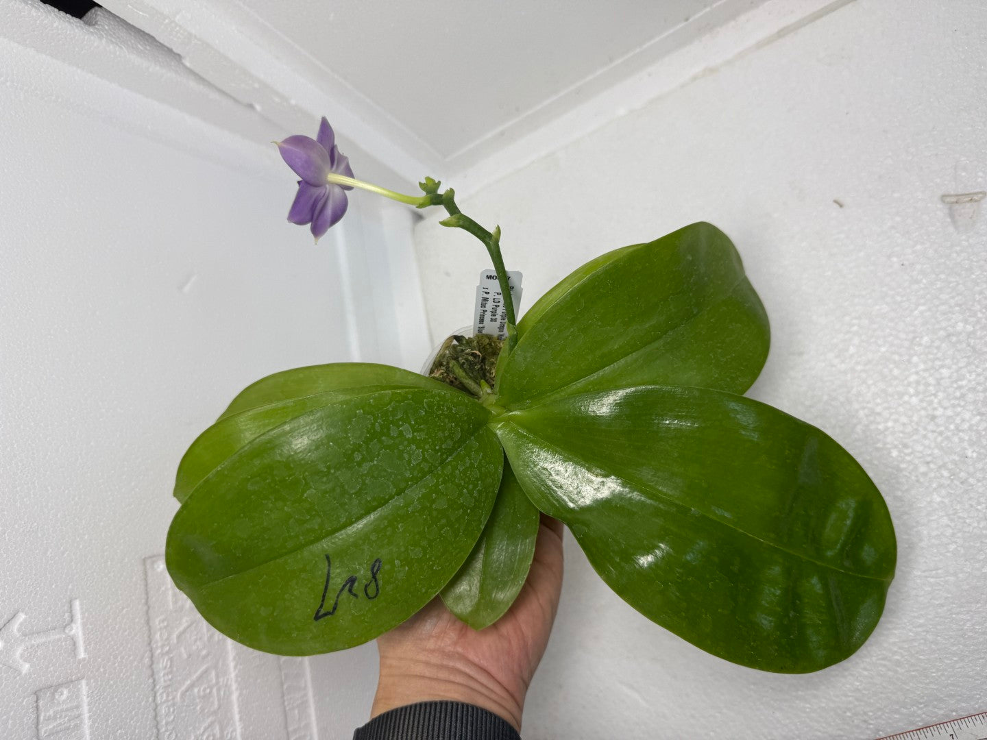Phalaenopsis Mituo Purple Dragon ‘Night Ocean’ 250915 Flowering