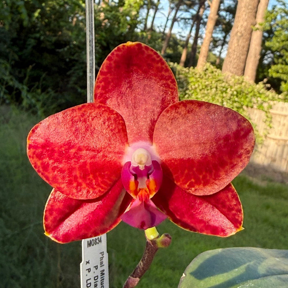 MO834 Phalaenopsis Mituo Diamond 'RBC'