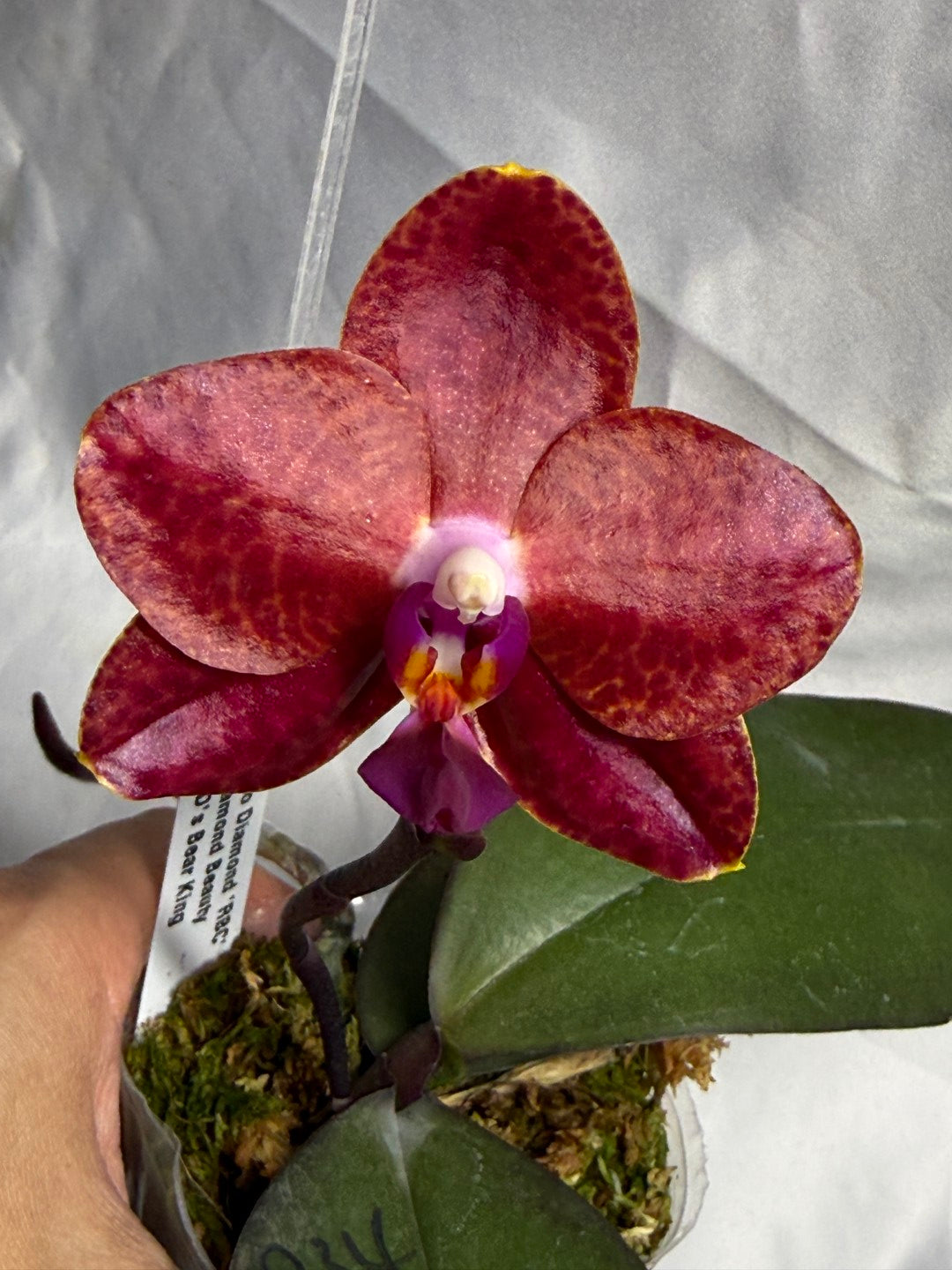 MO834 Phalaenopsis Mituo Diamond 'RBC'