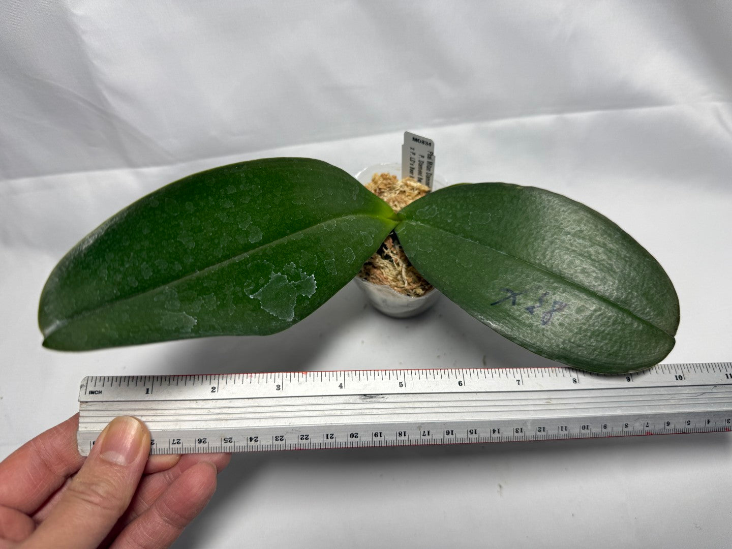 Phalaenopsis Mituo Diamond 'RBC'