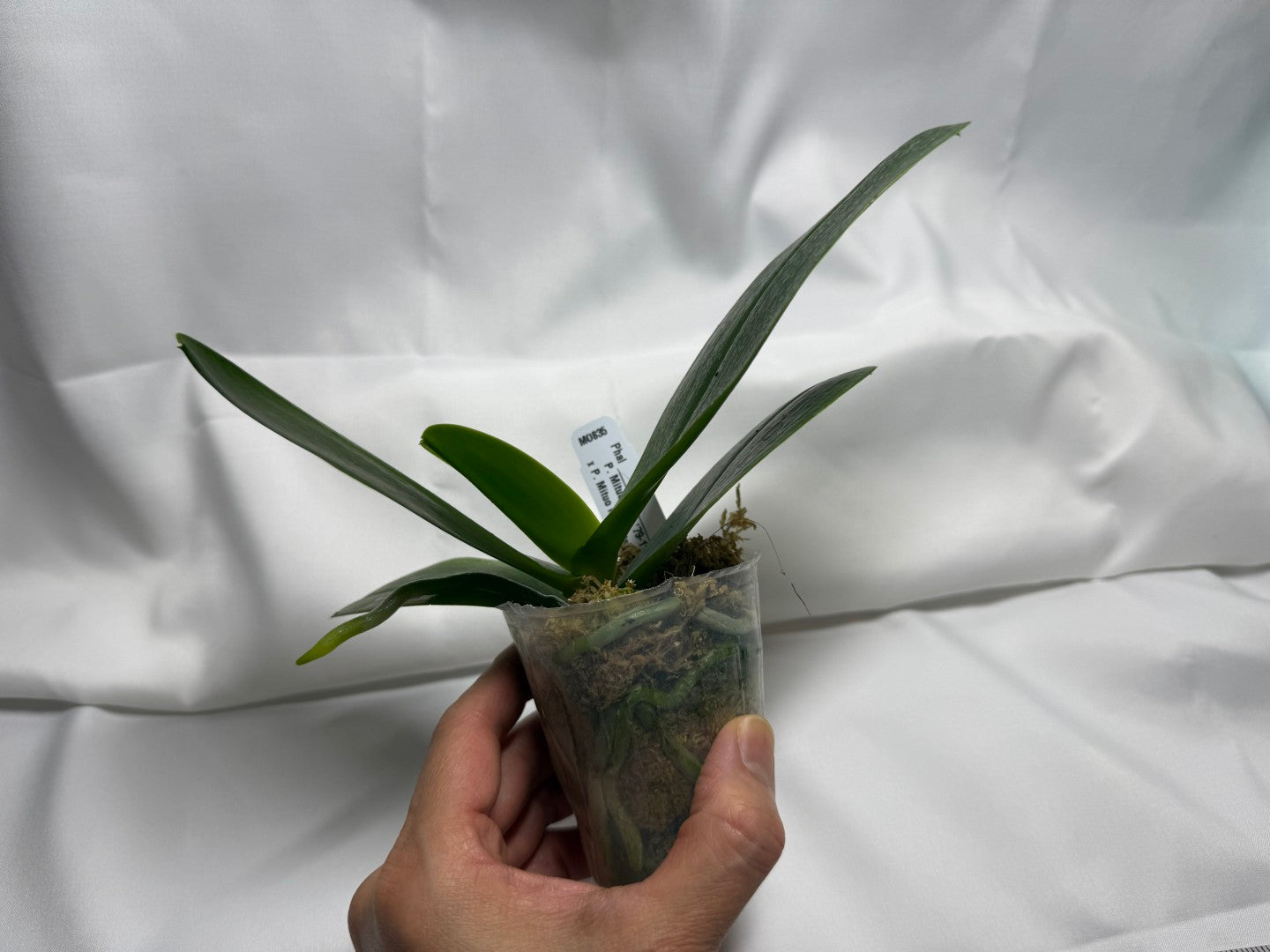 Phalaenopsis Mituo Black Ruby 'Mituo'