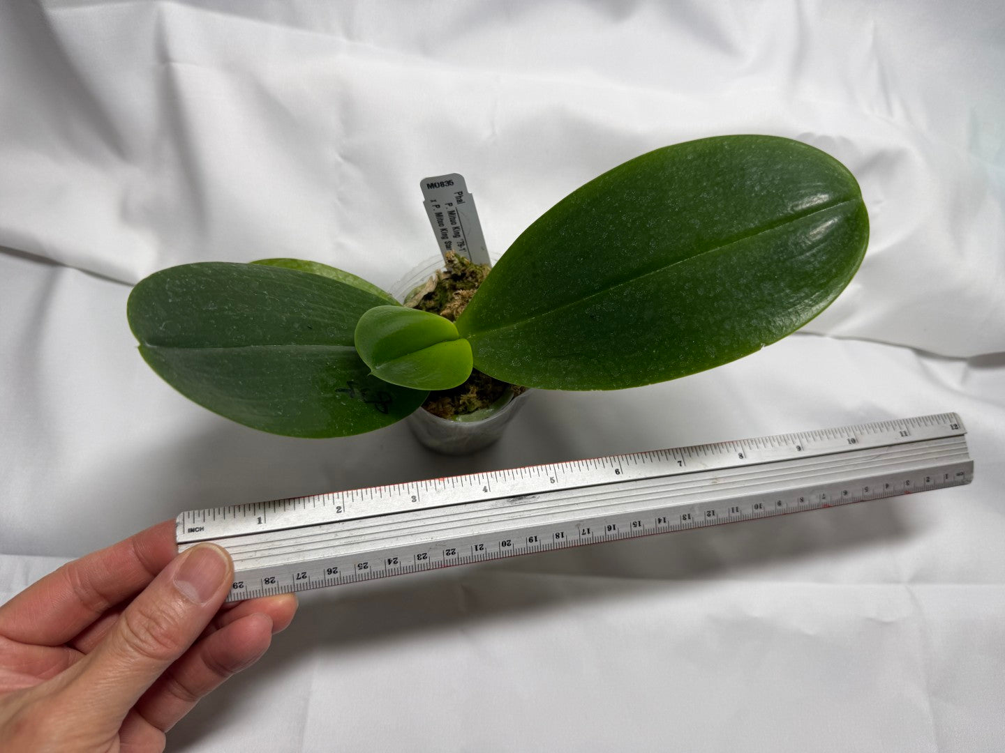 Phalaenopsis Mituo Black Ruby 'Mituo'