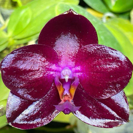 Phalaenopsis Mituo Black Ruby 'Mituo'